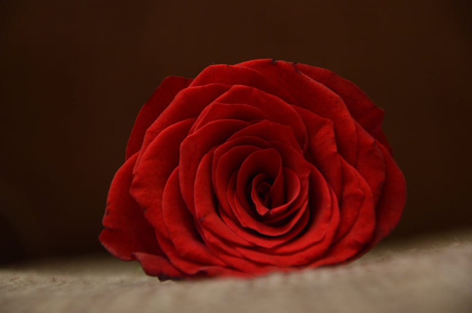 red rose